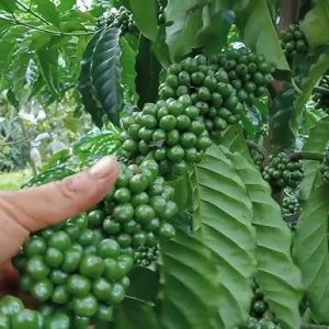 Web mua bán giống cây trồng chất lượng cao - MuaCâyGiống.Com 4 Giống cà phê Thiện Trường