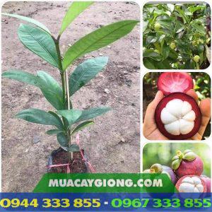 Web mua bán giống cây trồng chất lượng cao - MuaCâyGiống.Com 2 Địa chỉ cung cấp giống cây măng cụt ghép, măng cụt ươm hạt