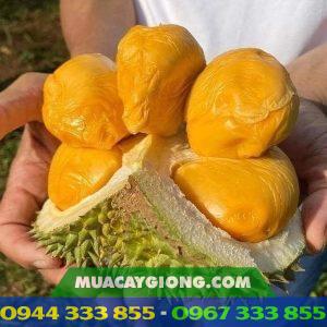 Web mua bán giống cây trồng chất lượng cao - MuaCâyGiống.Com 1 Đặc điểm giống sầu riêng black thorn